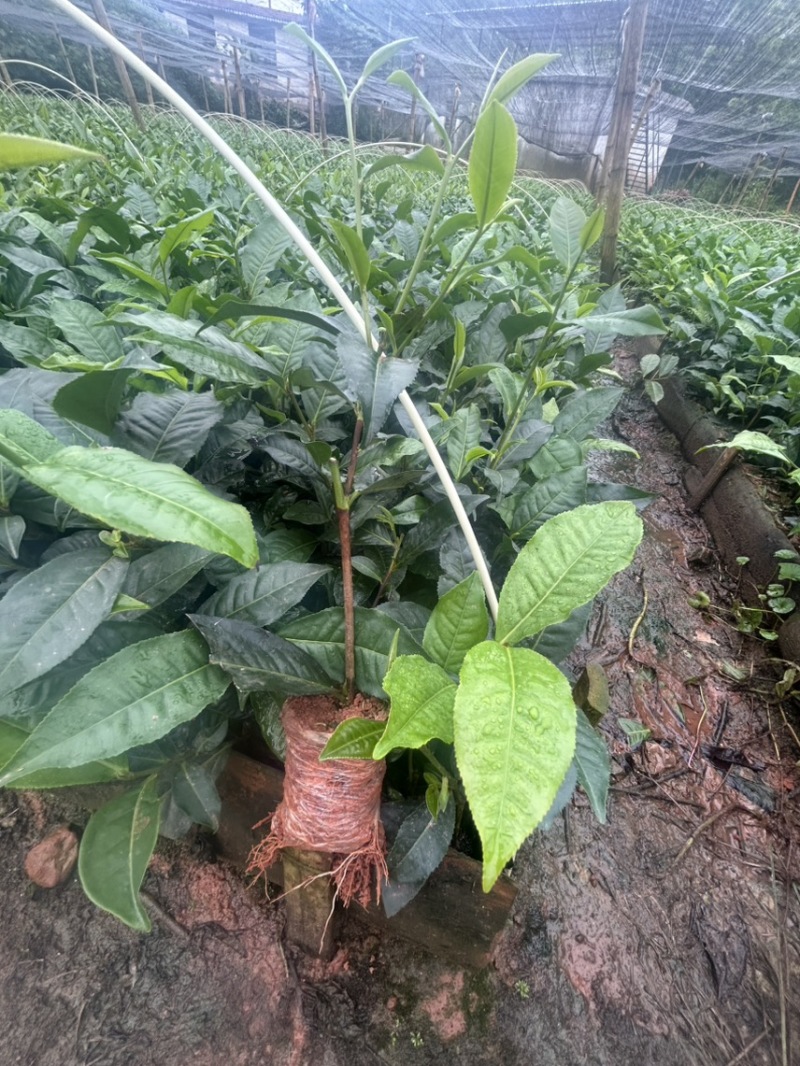 云南大叶种茶树苗一手货源质量保证欢迎咨询