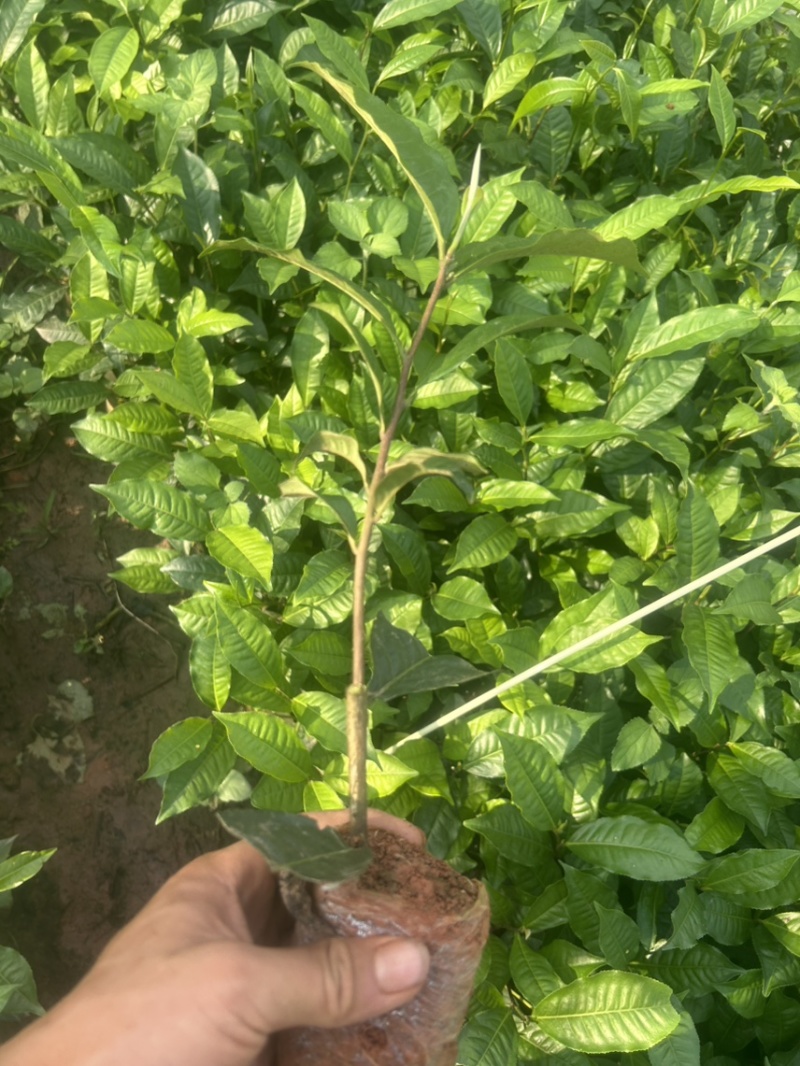 云南大叶种茶树苗一手货源质量保证欢迎咨询