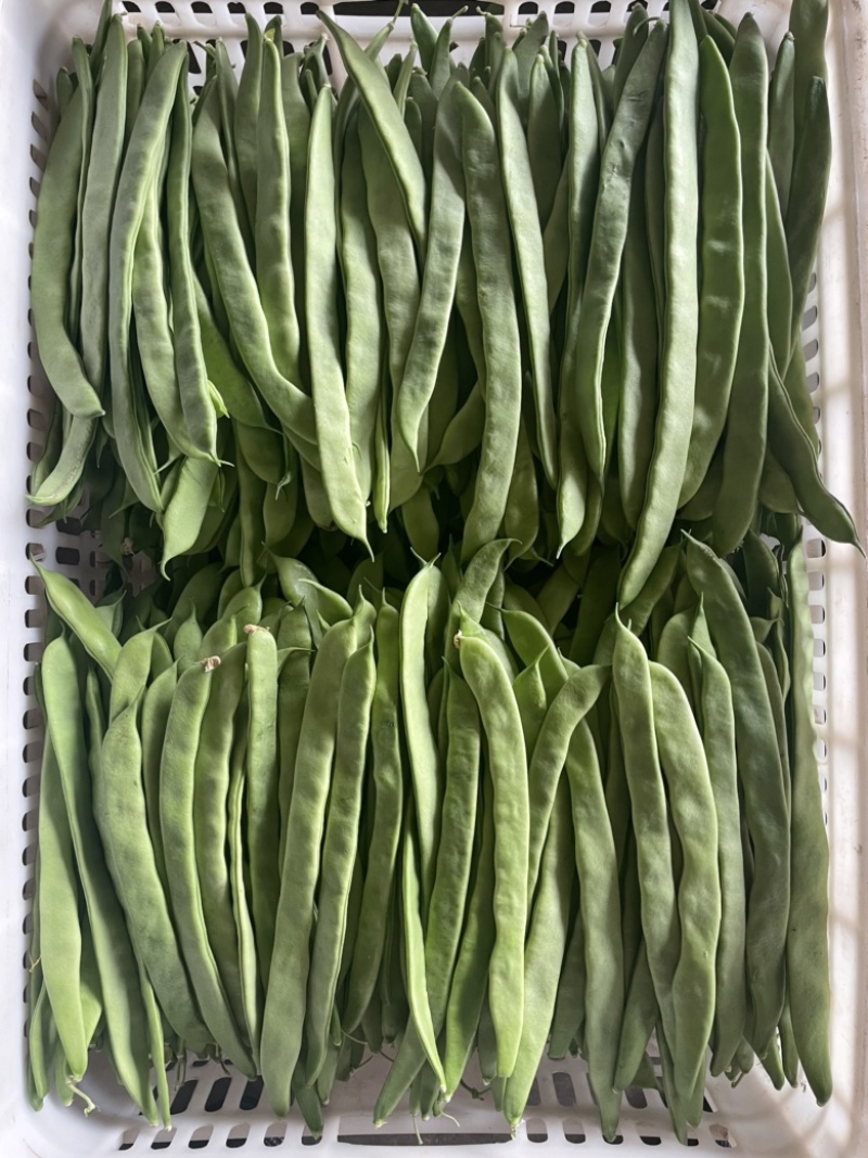 绿扁豆山西扁豆扁芸豆扁豆角地头现摘现发对接各大商超