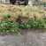 香菜铁杆青