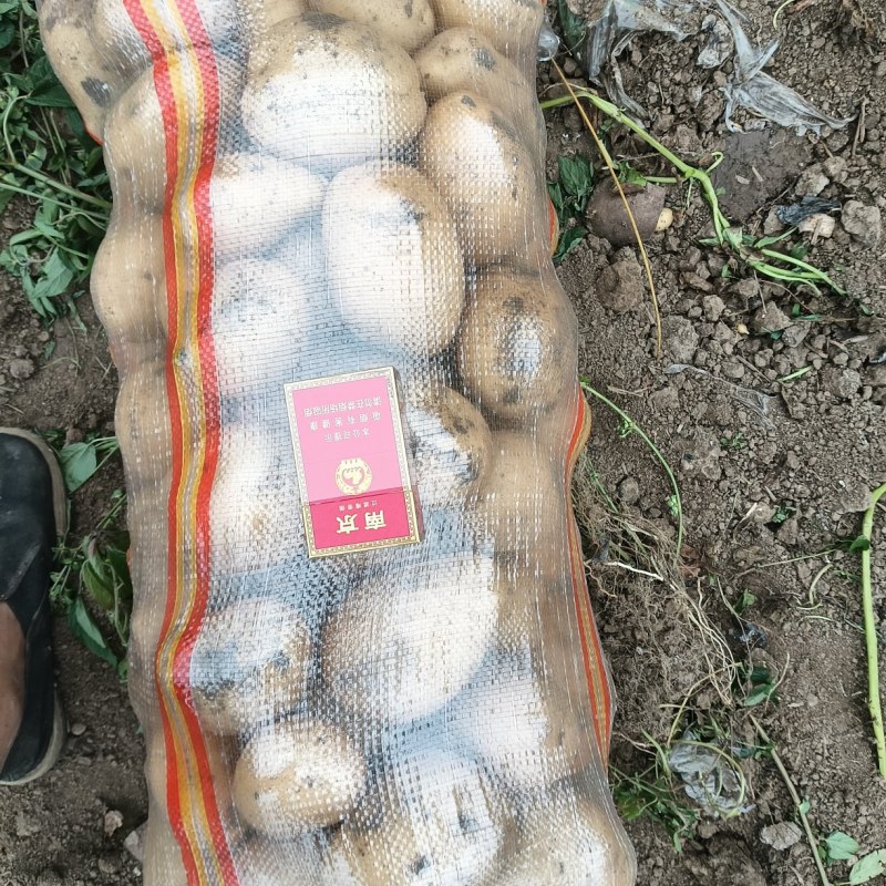 优质土豆跃土加