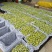 青脆李上市了，有需要收购的可以找我，日供货40000斤