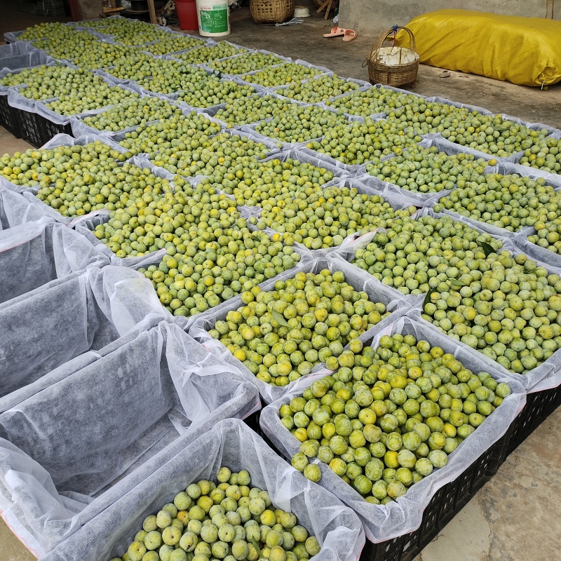 青脆李上市了，有需要收购的可以找我，日供货40000斤