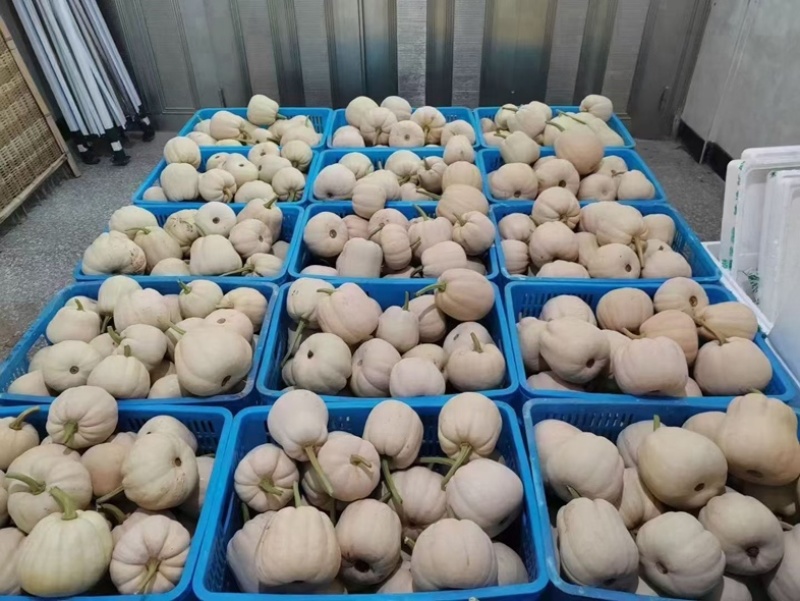 温州文成拉飞小南瓜