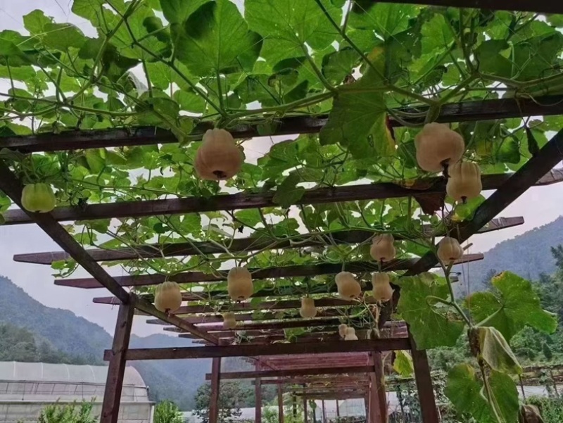 温州文成拉飞小南瓜