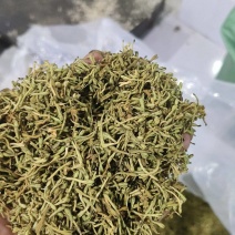 精品贵州安龙金银花花苞未开生晒无硫纯野生，欢迎咨询