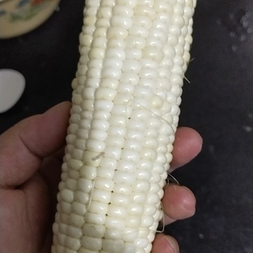 水果玉米