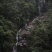 特制花香金骏眉【产地福建武夷山桐木关内】生态茶园系列