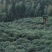 特制花香金骏眉【产地福建武夷山桐木关内】生态茶园系列