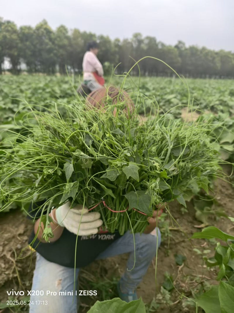 优质龙须菜瓜尖品质保证基地直发欢迎选购