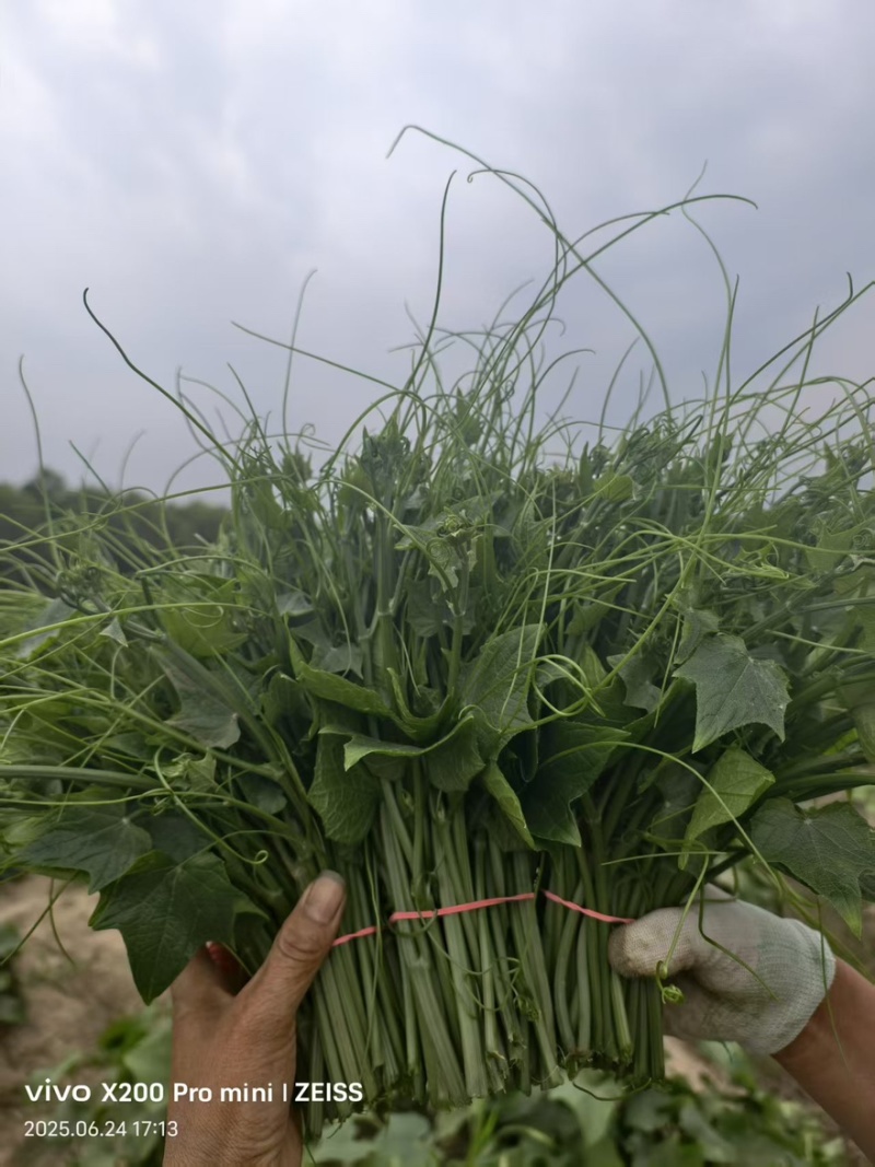 优质龙须菜瓜尖品质保证基地直发欢迎选购