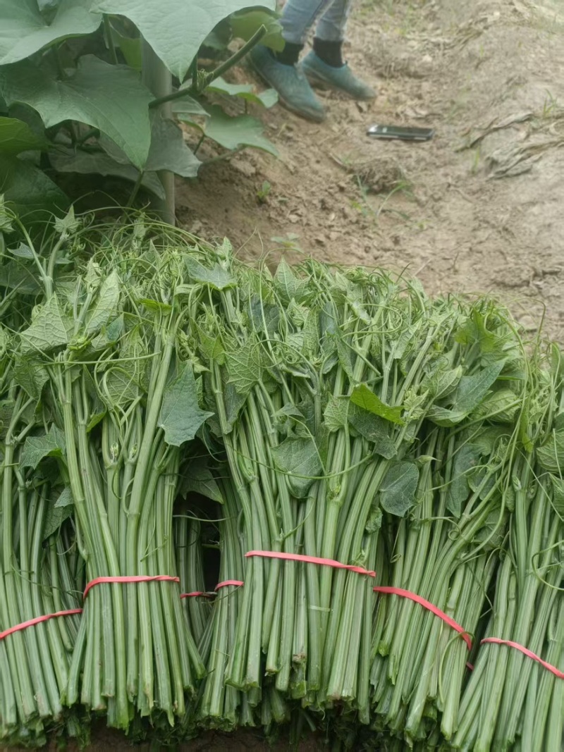 优质龙须菜瓜尖品质保证基地直发欢迎选购