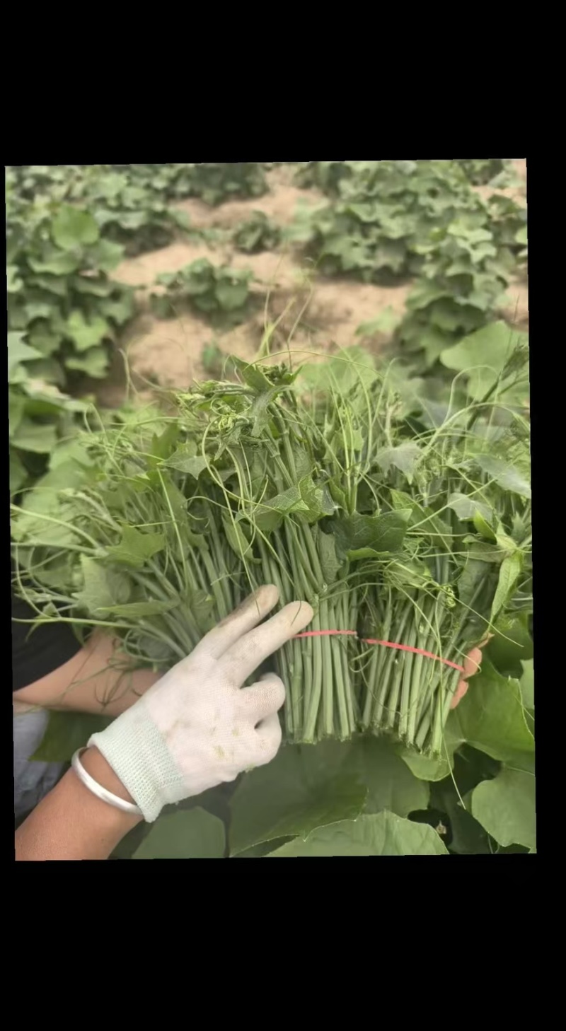 优质瓜尖龙须菜新鲜采摘发货基地直供品质保障