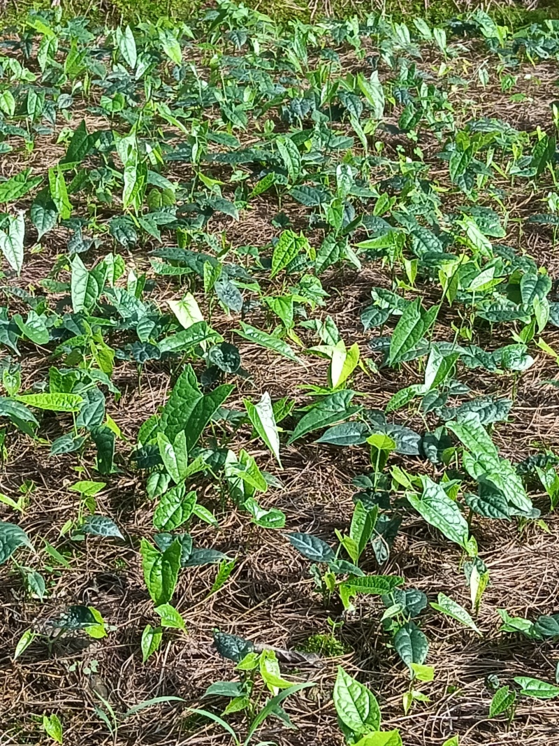 金果榄