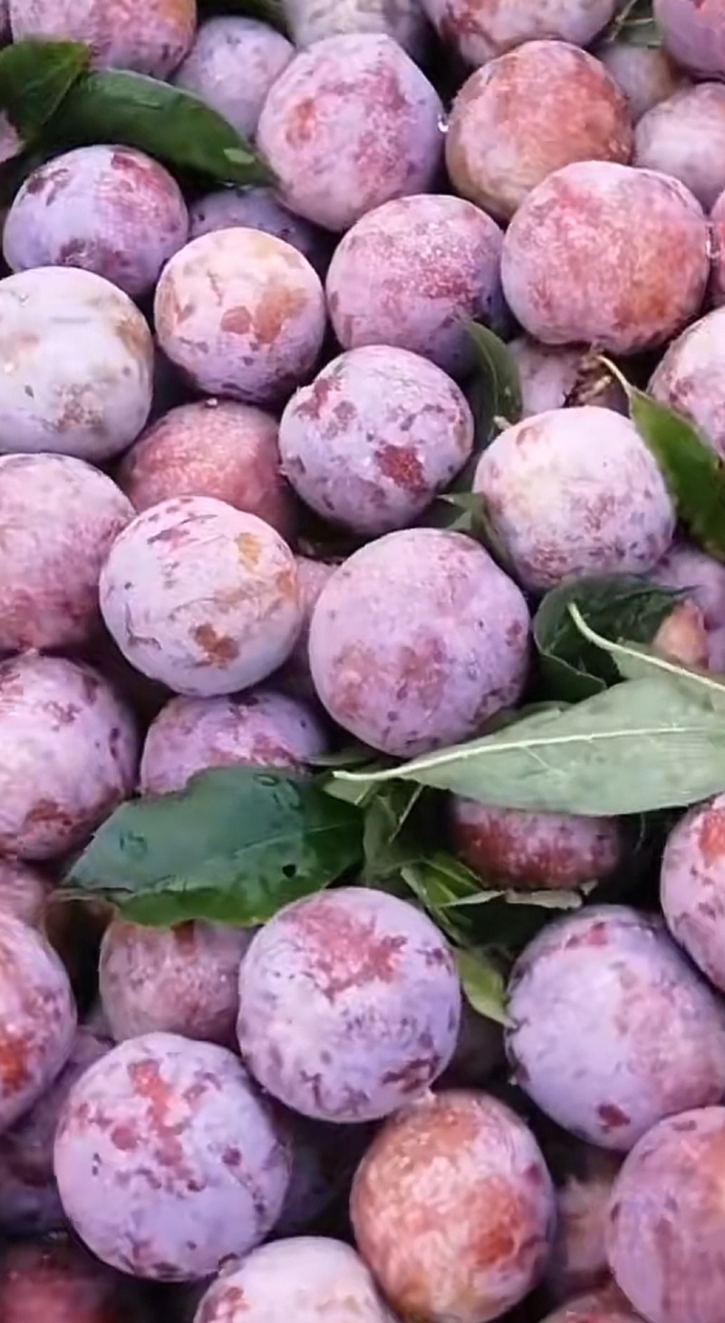 芙蓉李批发