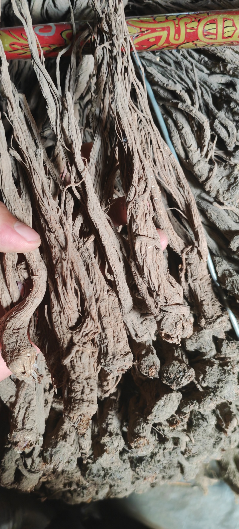 甘肃岷县当归片当归条，产地直发，品质保证，欢迎老板来电洽谈