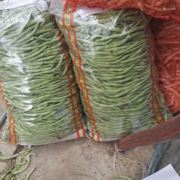 架豆王！无丝豆！大量有货！