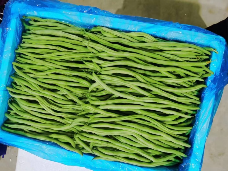 架豆王！无丝豆！大量有货！