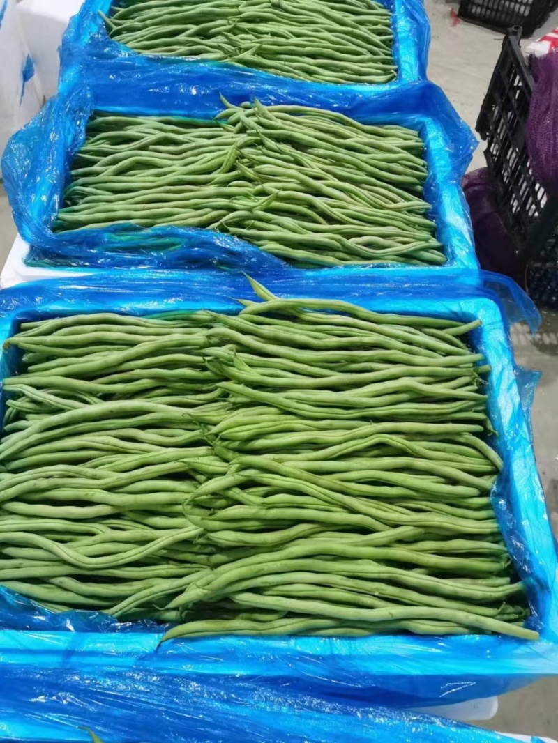 架豆王！无丝豆！大量有货！