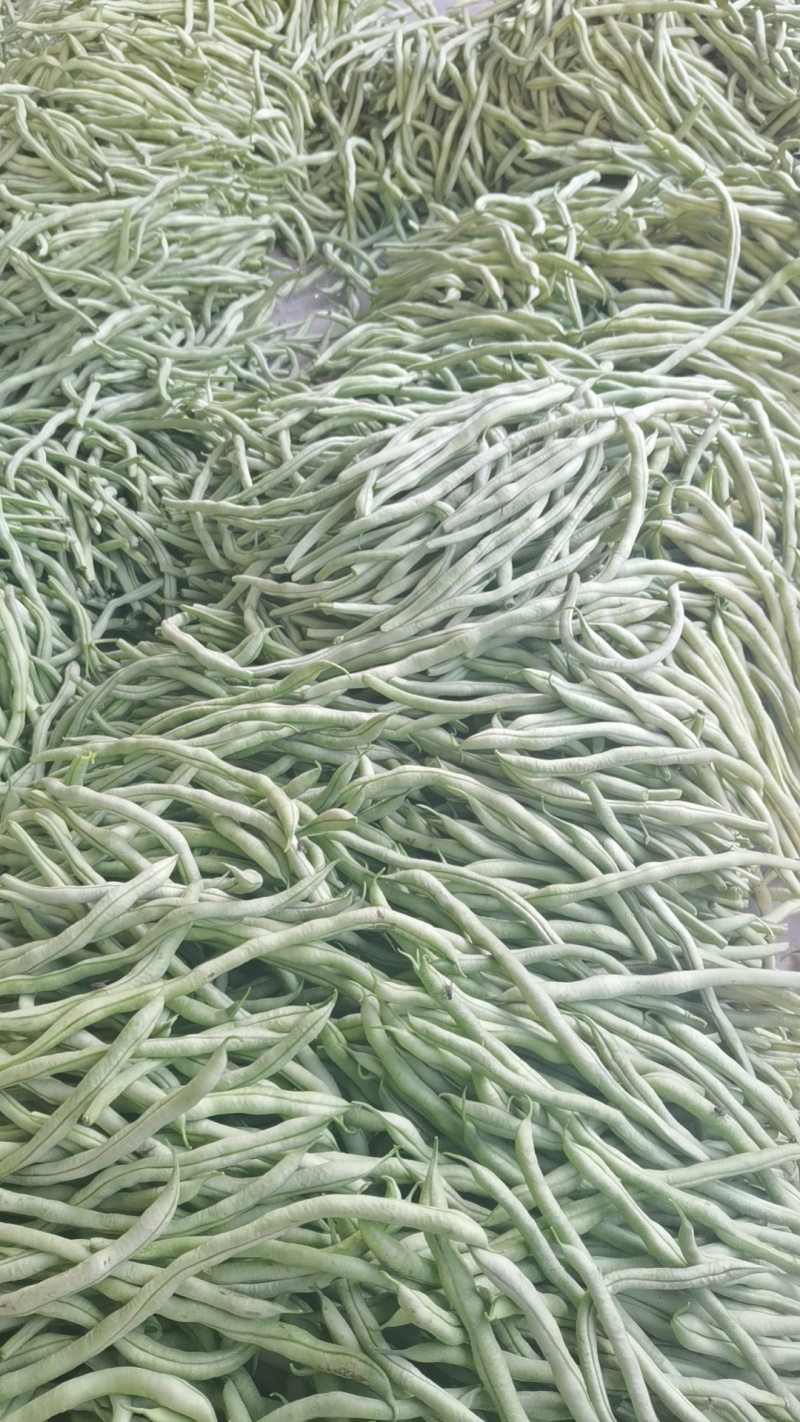 架豆王！无丝豆！大量有货！