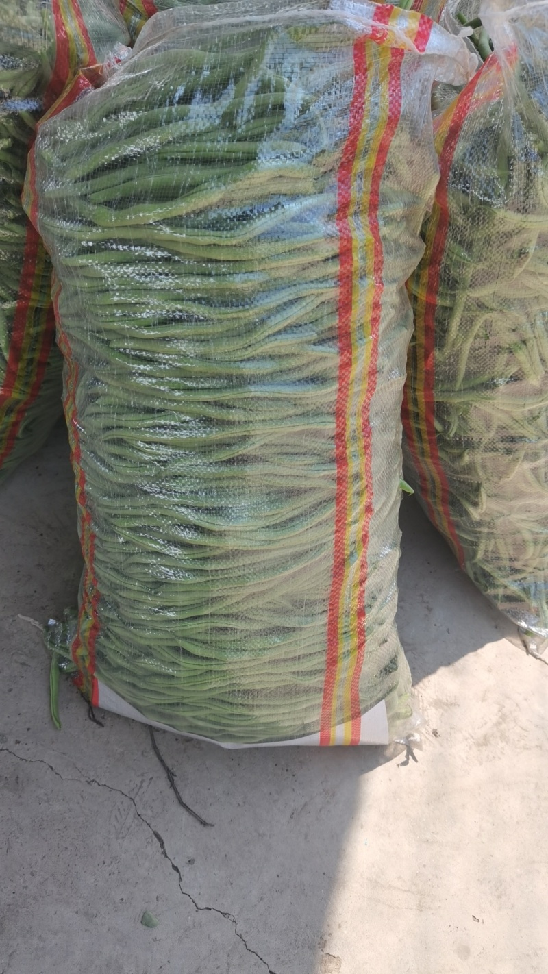 架豆王！无丝豆！大量有货！