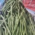 架豆王！无丝豆！大量有货！