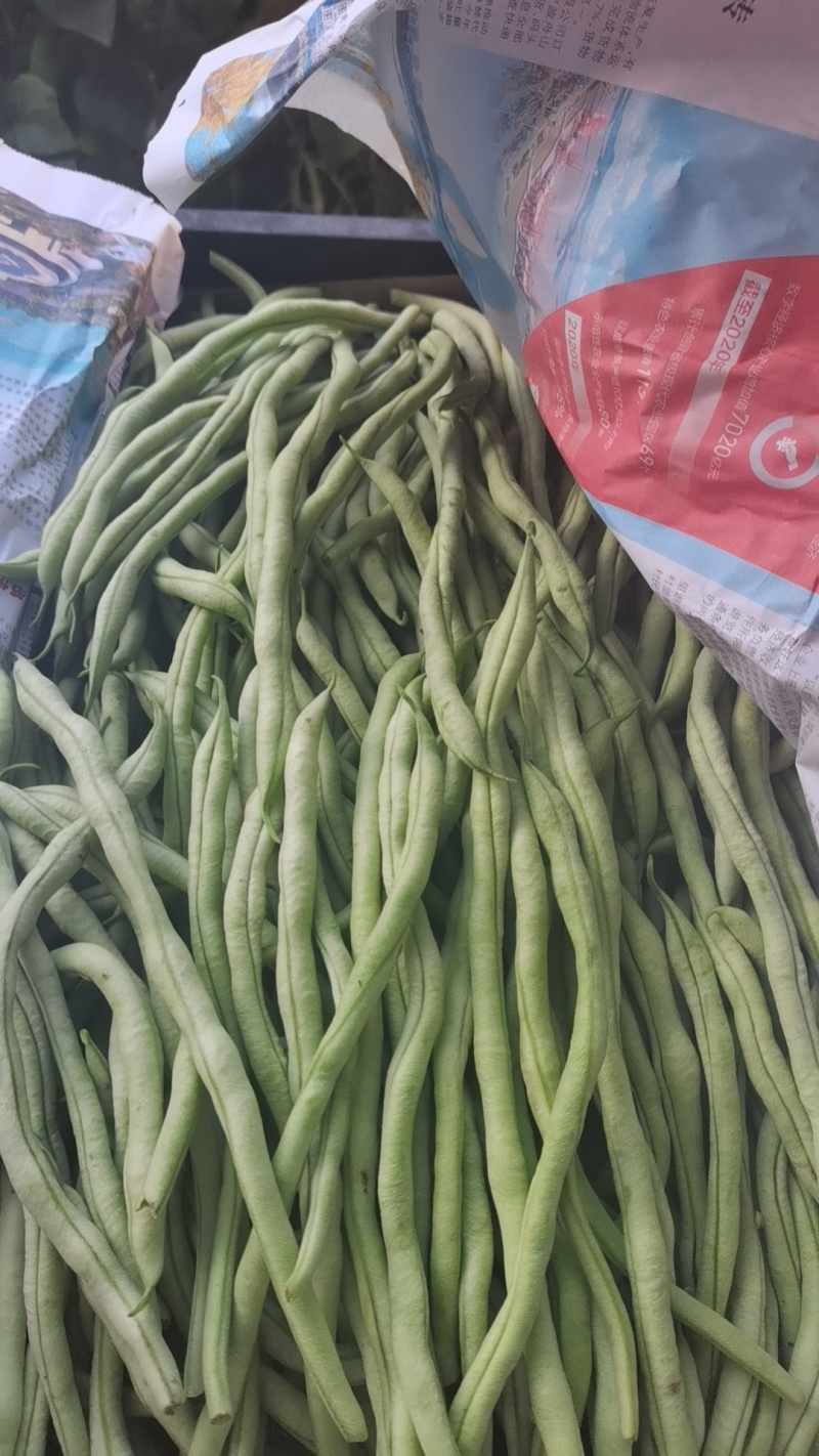架豆王！无丝豆！大量有货！