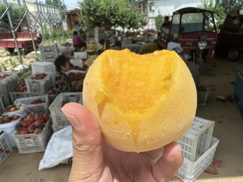 锦香黄桃一件代发黄金蜜黄桃