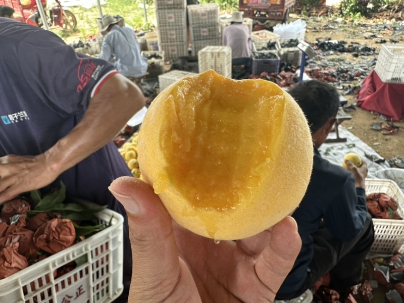 锦香黄桃一件代发黄金蜜黄桃