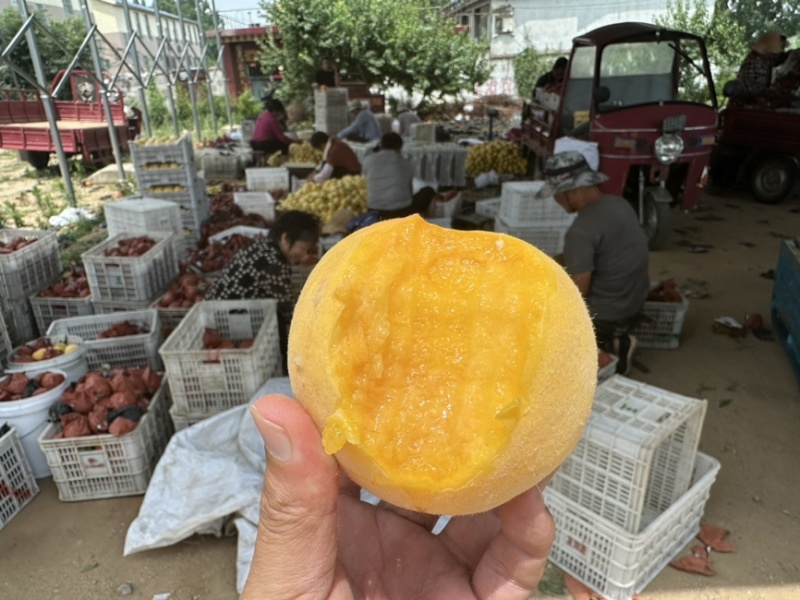 锦香黄桃一件代发黄金蜜黄桃
