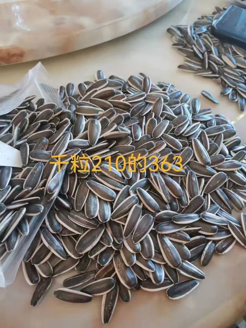 精品葵花籽