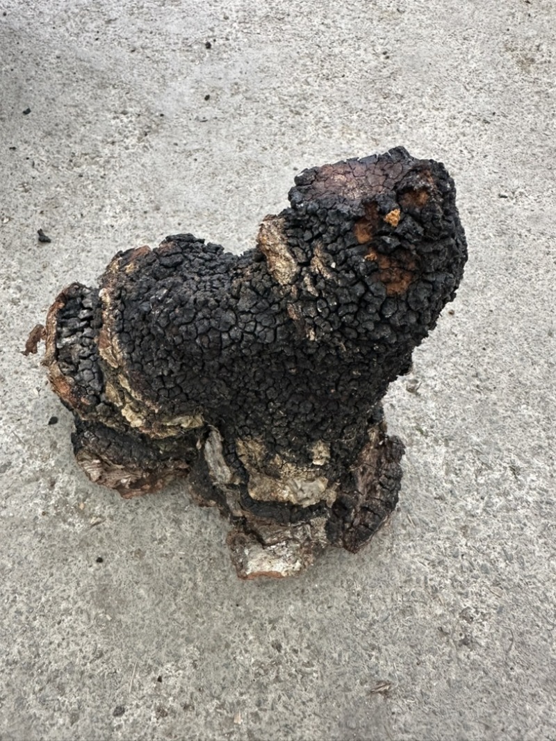桦树茸
