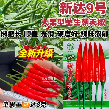 新达9号朝天椒种子大果长把顺直抗性强辣椒种子产量高中晚熟