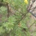 2025年产新金露梅俗称山茶叶产地直销一手货源