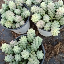 新款串珠彩虹玉坠奶油玉坠雪花玉坠锦阳台办公室净化空气盆栽
