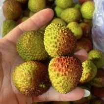 妃子笑荔枝基地直发常年供应保质保量价格实惠对接全国