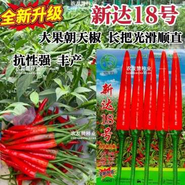 新升级新达18号朝天椒种子特大果型朝天椒中熟长把顺直光滑