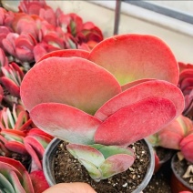 唐印多肉植物懒人好养新款老桩红色办公室外桌面阳台防辐射清仓