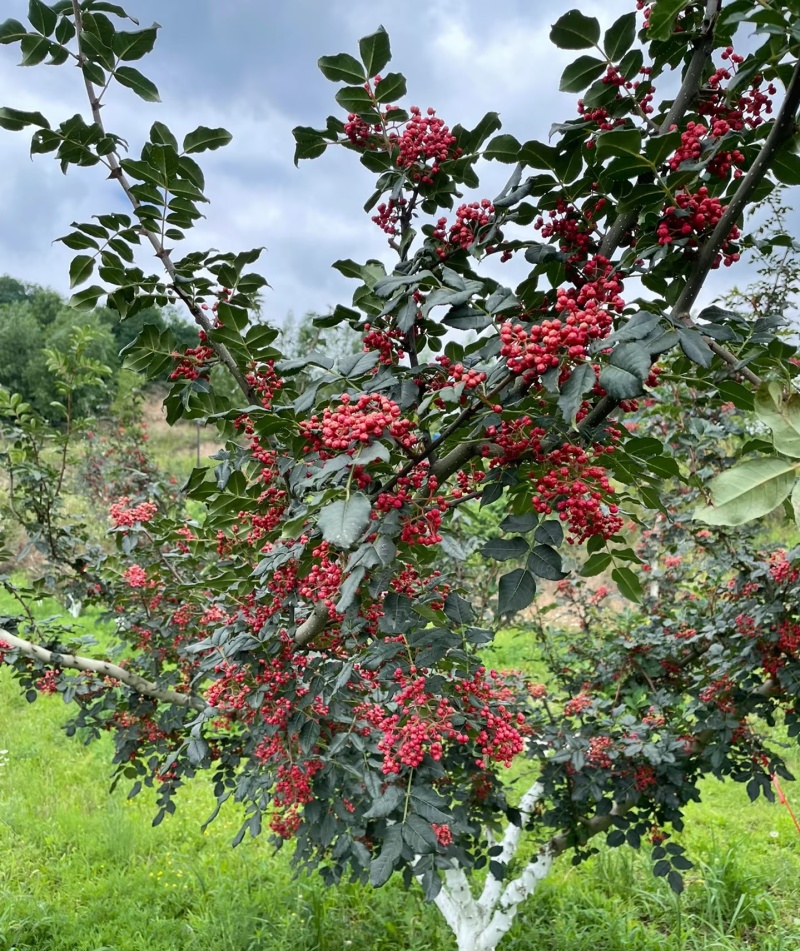 花椒