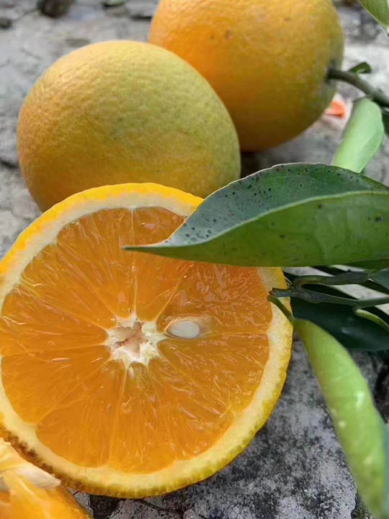 夏橙橙子秭归脐橙产地一手货源