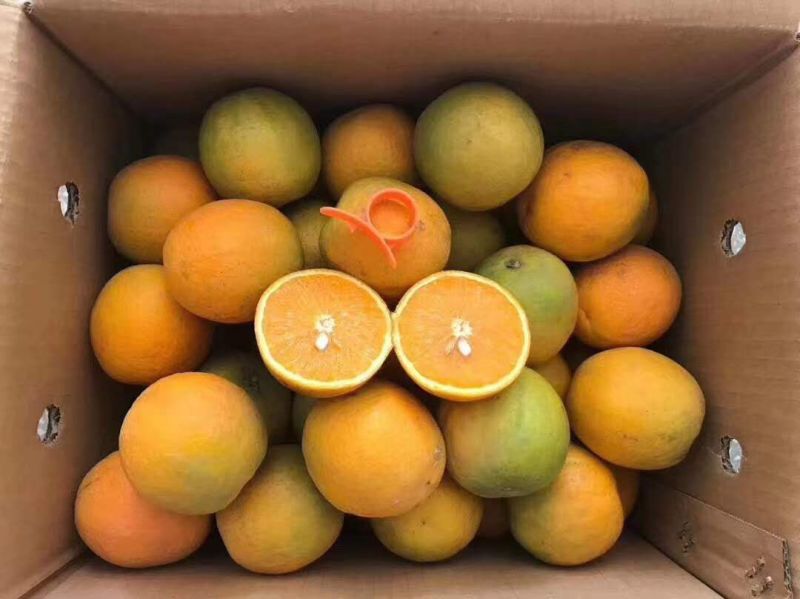 夏橙橙子秭归脐橙产地一手货源