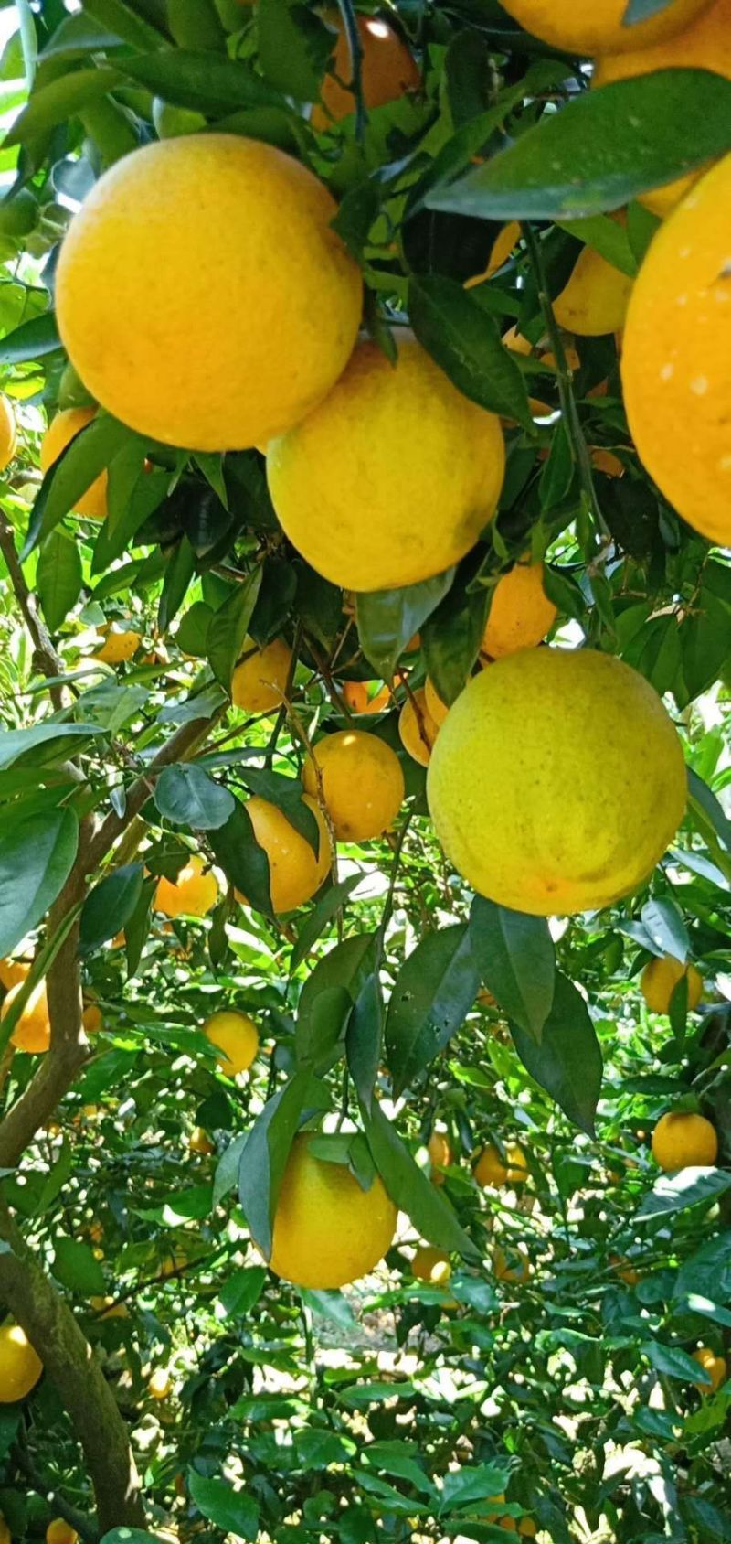 夏橙橙子秭归脐橙产地一手货源