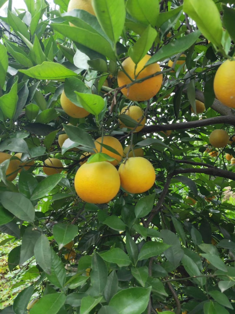 夏橙橙子秭归脐橙产地一手货源