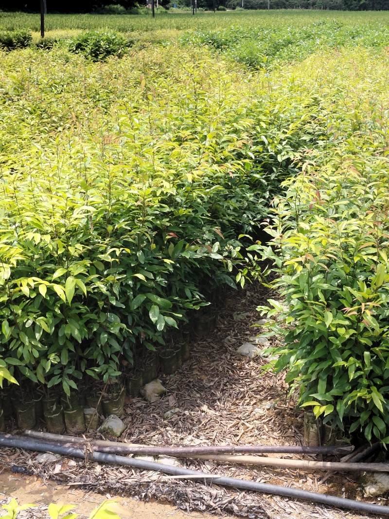红锥