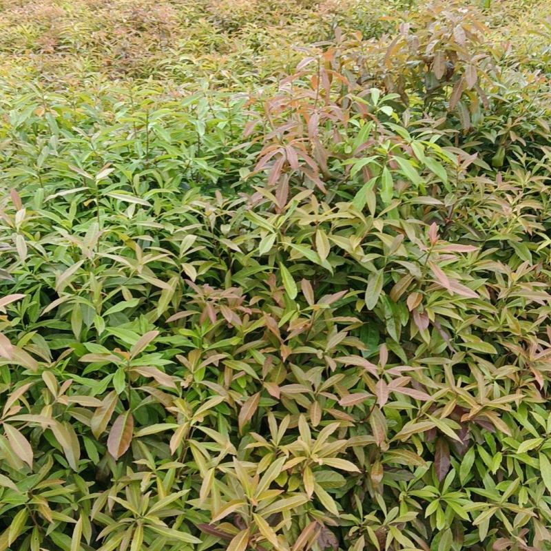 木荷