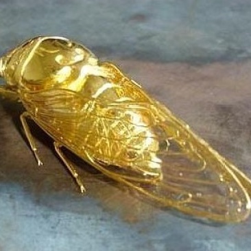 金蝉活体幼苗