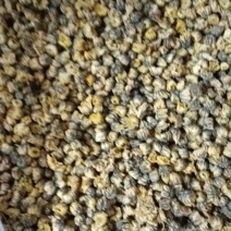 安薇省亳州市亳胎菊品质优良颜色良好保质保量