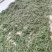 灵香草正宗云南灵香草欢迎各大老板前来选购
