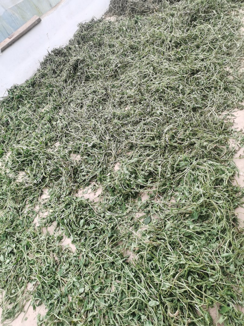 灵香草正宗云南灵香草欢迎各大老板前来选购