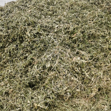 灵香草正宗云南灵香草欢迎各大老板前来选购